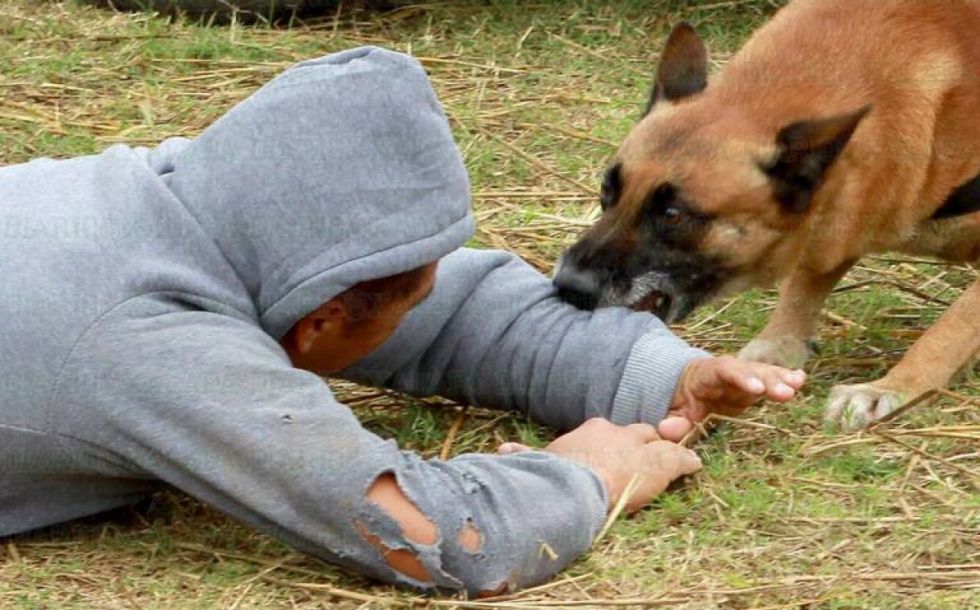 Tarija: Diariamente se registran niños atacados por perros