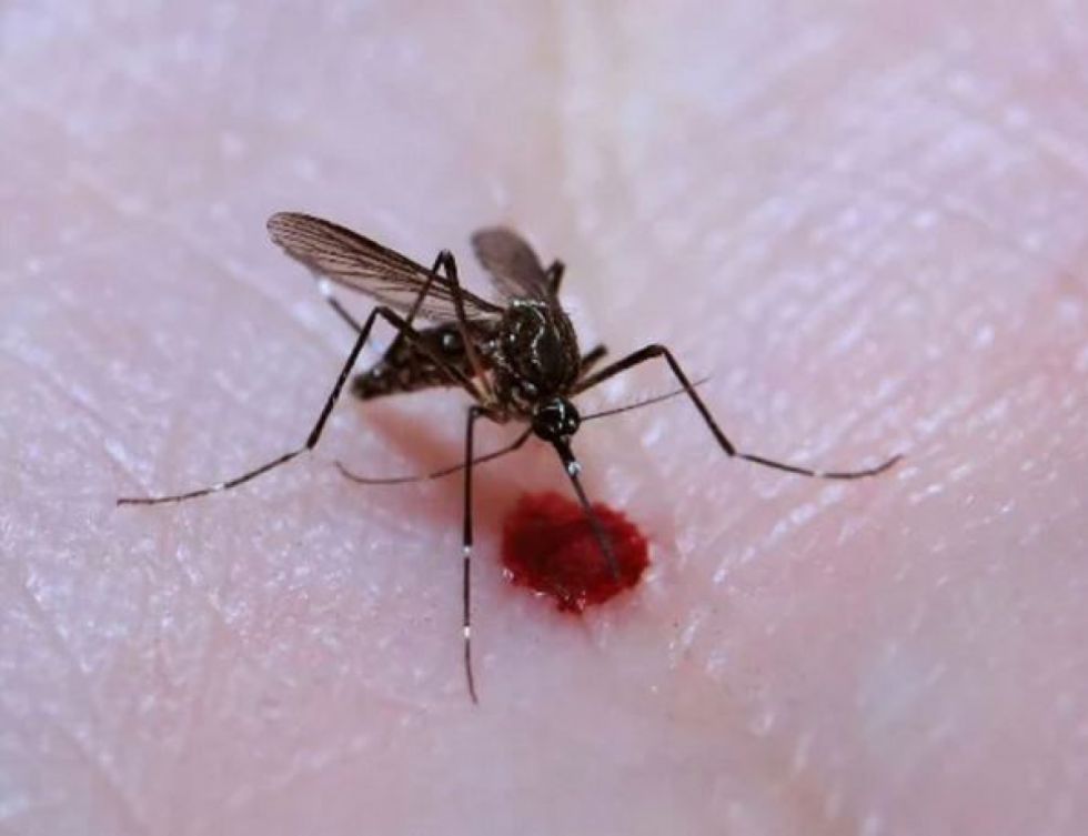 Brasil: Comienza operación contra el dengue