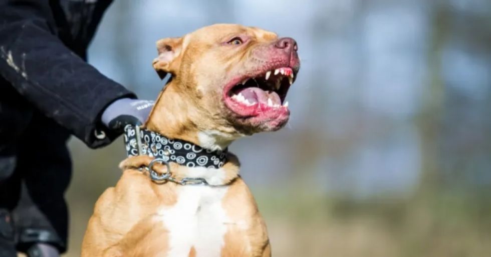 Aprehenden al dueño de los pitbulls que provocaron la muerte de un hombre de 70 años 