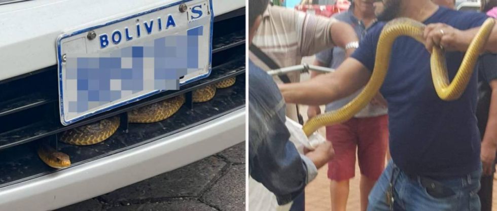 Tremendo susto: Una víbora “viajaba” en un vehículo que transitaba las calles de Santa Cruz