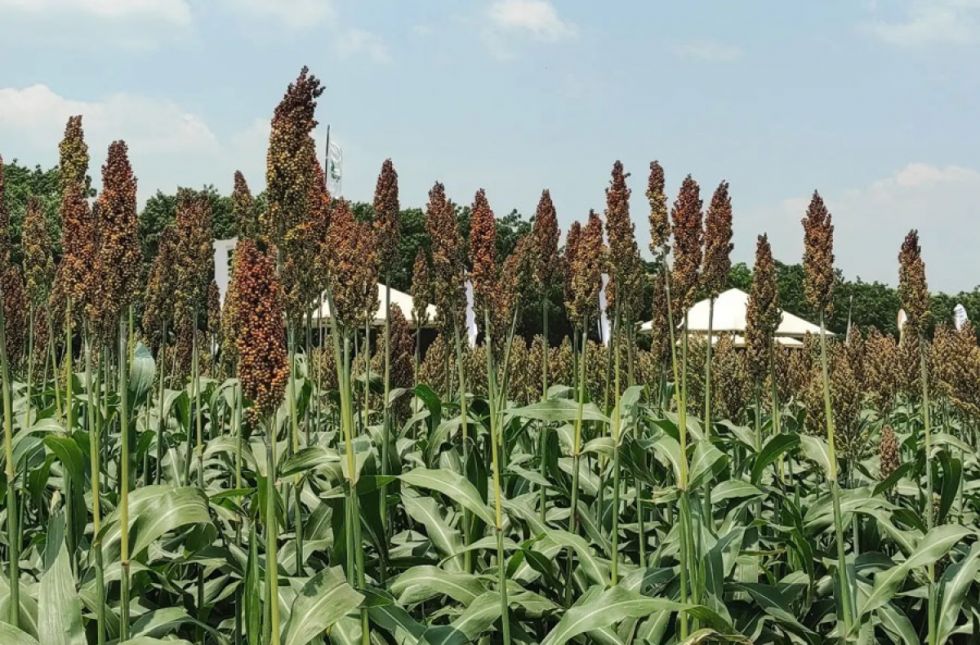 Productores agrícolas claman por avance tecnológico