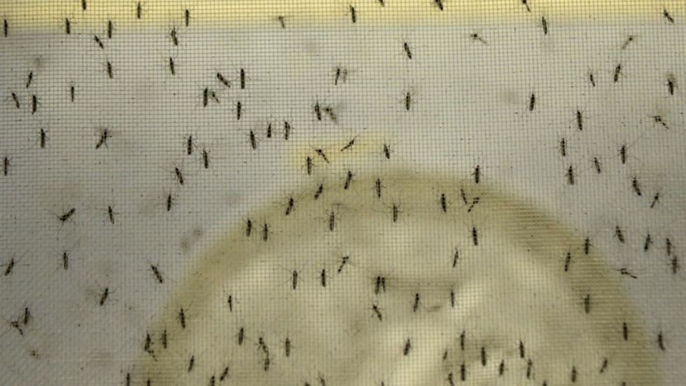 Impactante invasión de mosquitos en Argentina