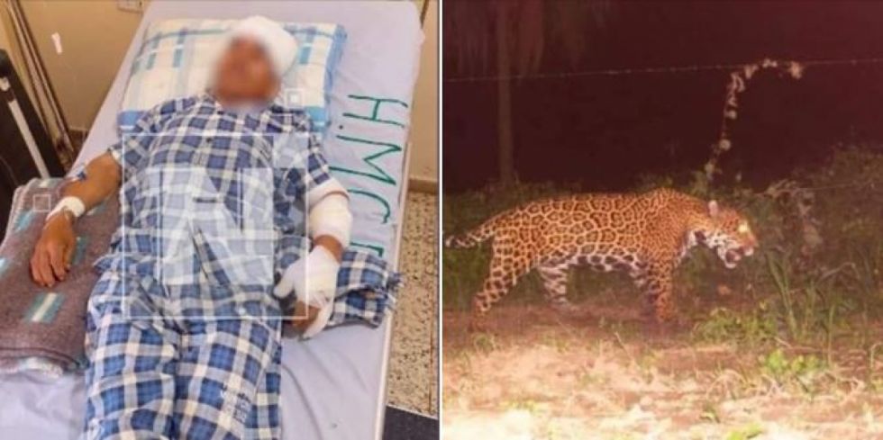 Un perro salva a su dueño de ser devorado por un jaguar en Santa Cruz