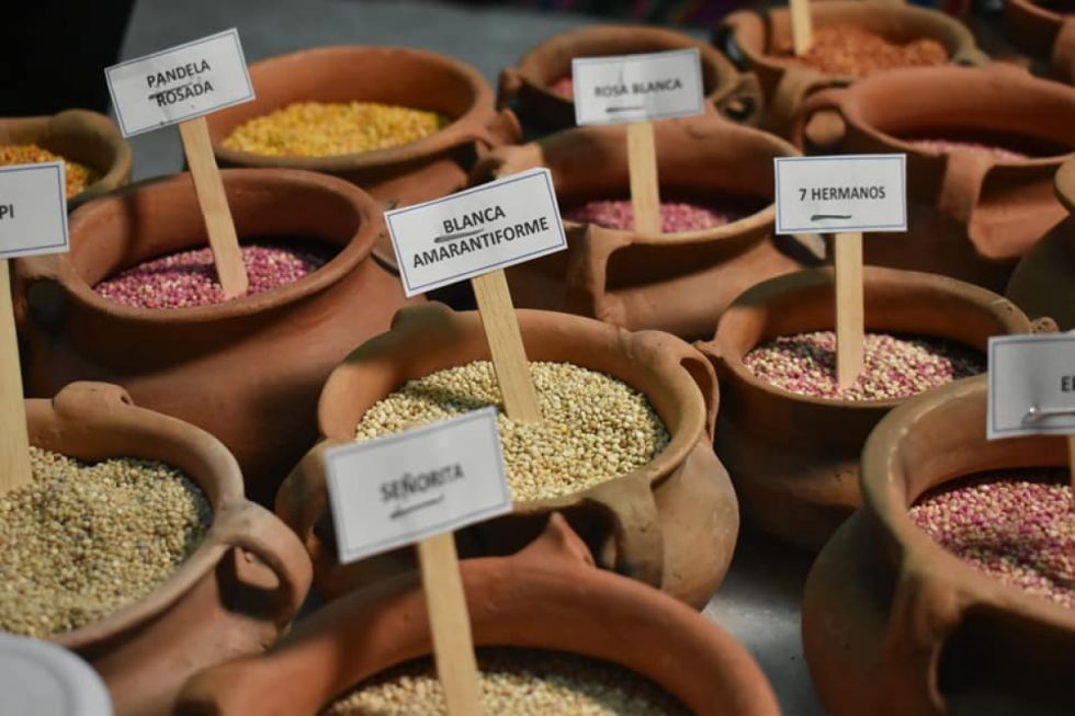 Exportaciones de quinua repuntaron un 23% en valor