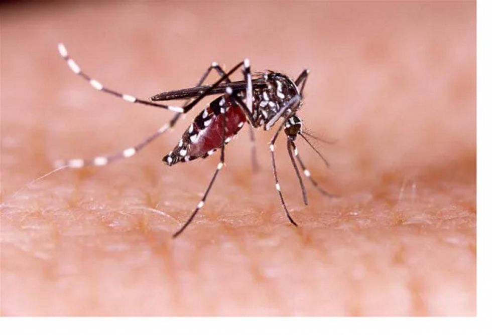 Dengue: Brasil supera marca de muertes del 2023