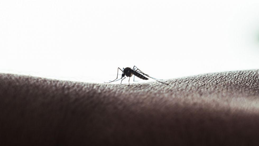 Crisis del dengue: América Latina en emergencia