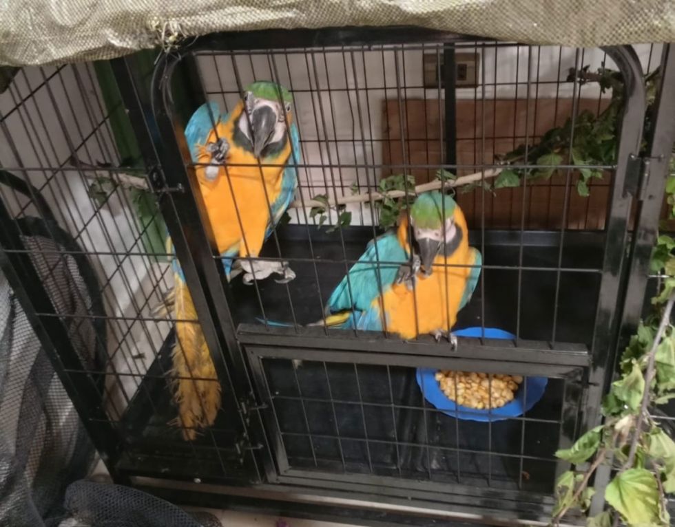 Rescatan dos parabas de un domicilio en Sucre donde los tenían como mascotas