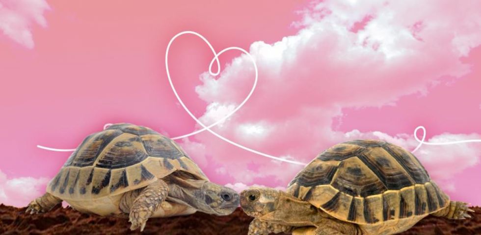 Slow dating: La  tendencia de construir  relaciones a fuego lento