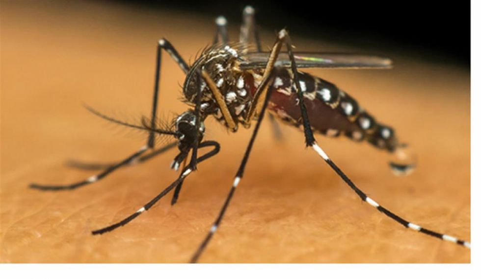 Brasil superó los cinco millones de casos de dengue