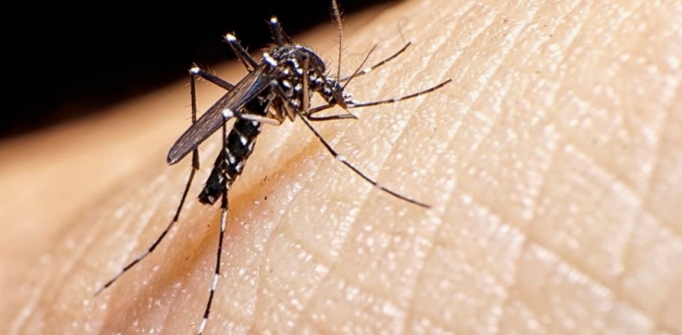 Dengue: Declaran alerta roja institucional en Guatemala