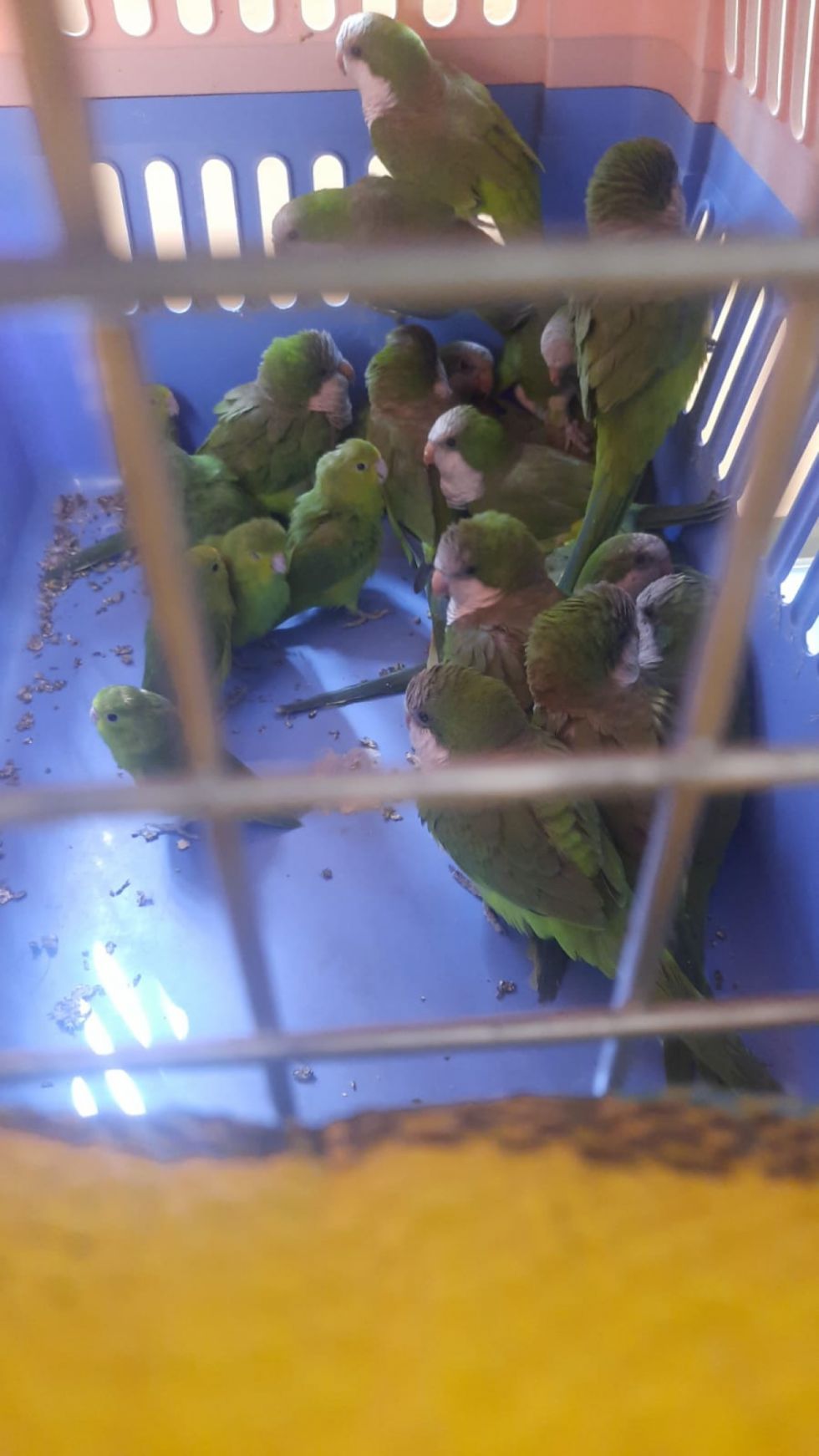 Sujeto tenía 43 loros en bolsa de yute 