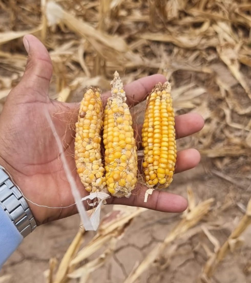 Anapo: La sequía afectó al 70% de la producción de invierno 