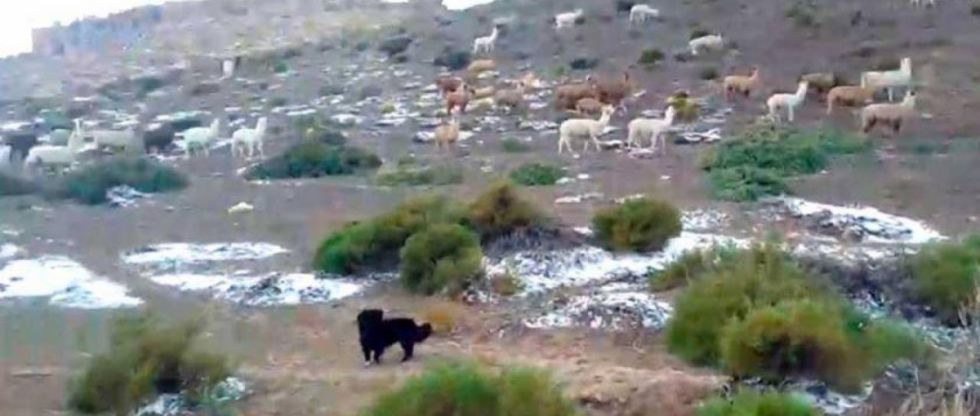 Senamhi confirma temperatura de -20 grados bajo cero en una localidad boliviana