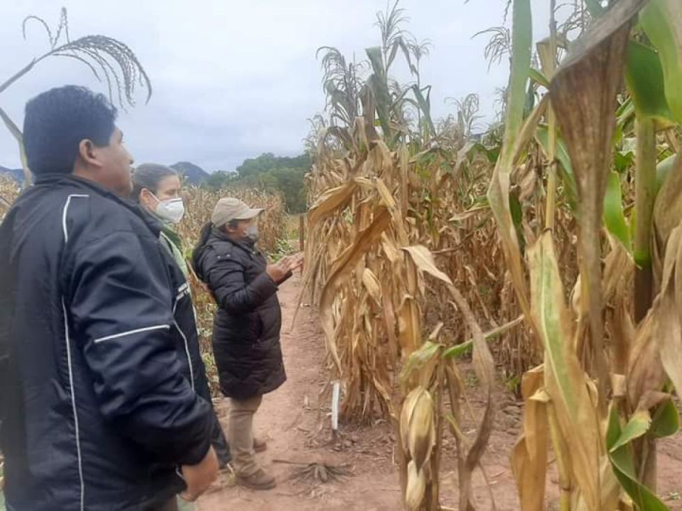 En Bolivia 33 municipios son golpeados por la sequía