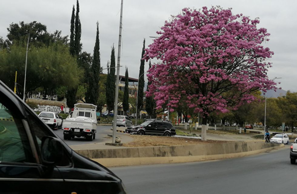 Los lapachos adornan las calles y avenidas de Tarija