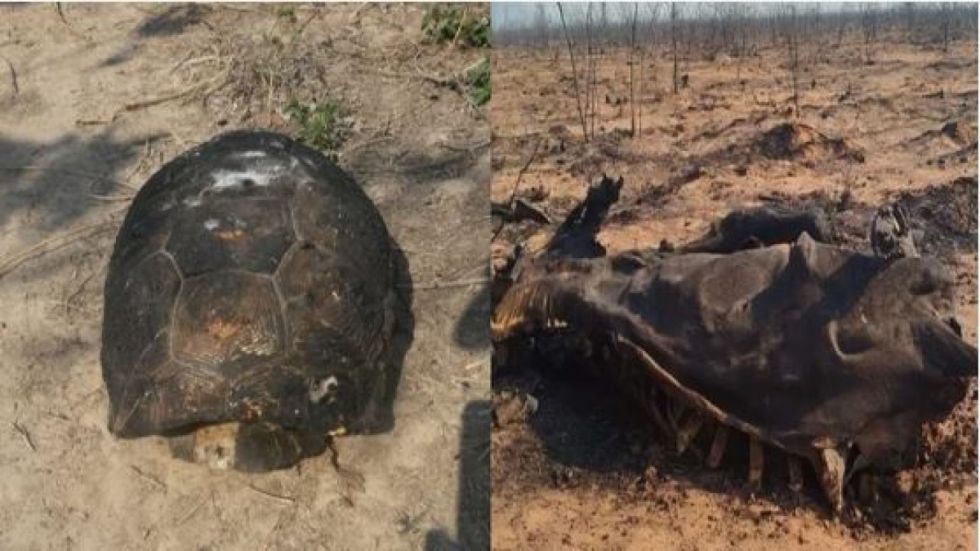 ¡El incendio arrasa con la fauna! Animales quemados sufren las consecuencias en Roboré