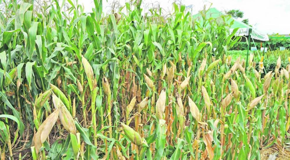 La CAO pide contar con biotecnología