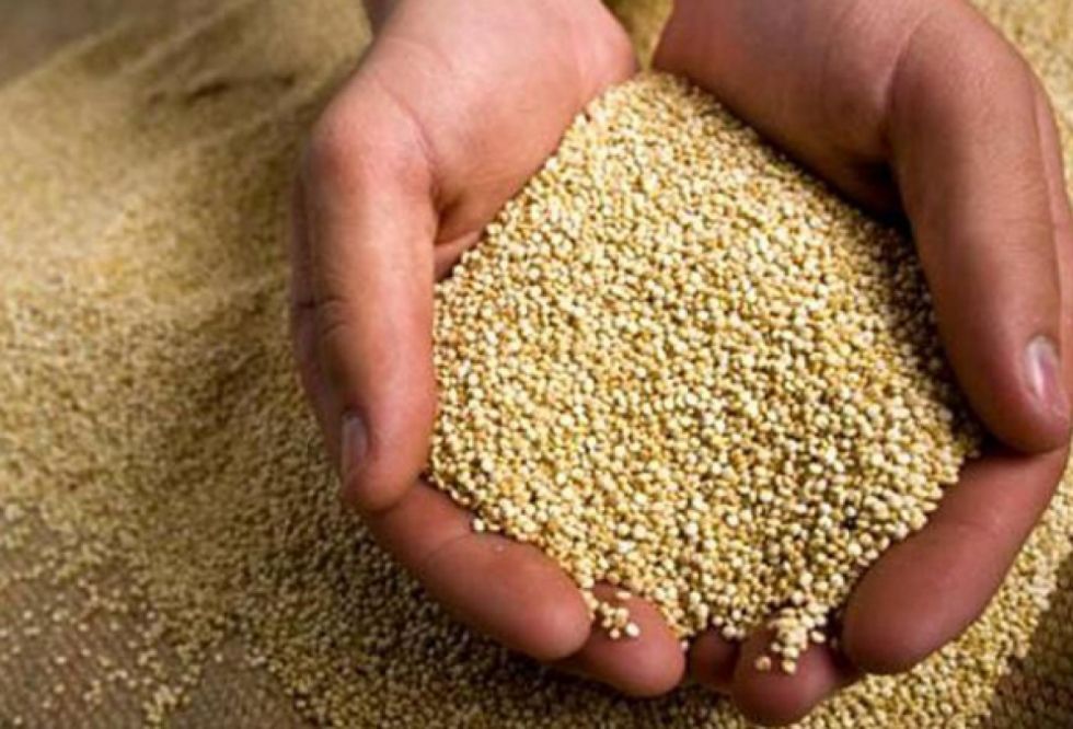 Exportaciones de quinua suben a $us 37 millones