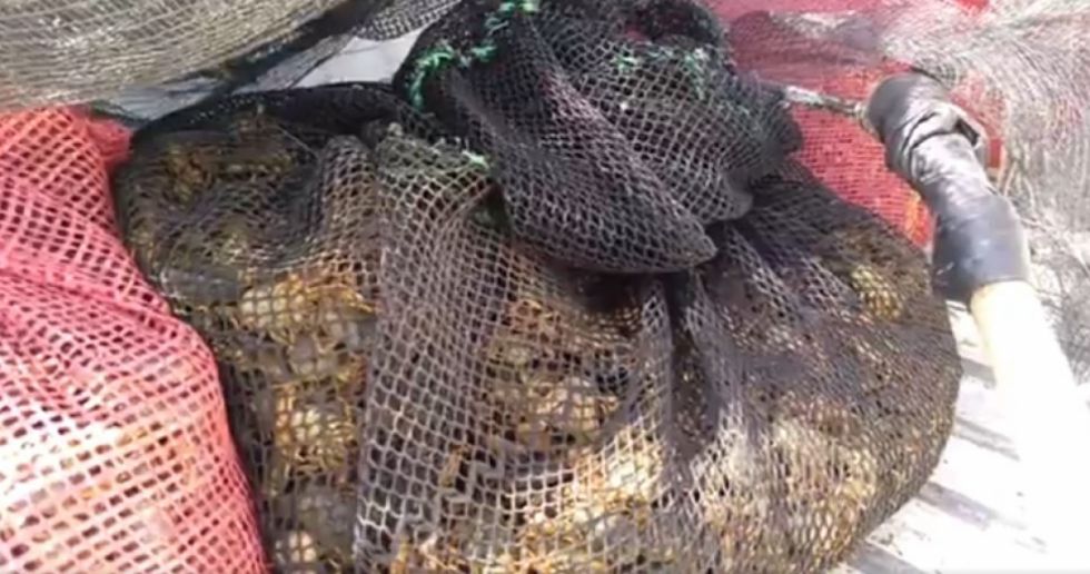 Decomisan 40 kilos de cangrejos transportados ilegalmente en Tarija