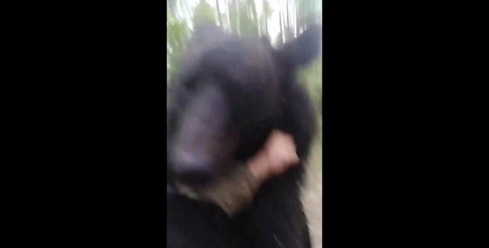 VIDEO: Una familia de osos juega con un ruso que se cruza en su camino
