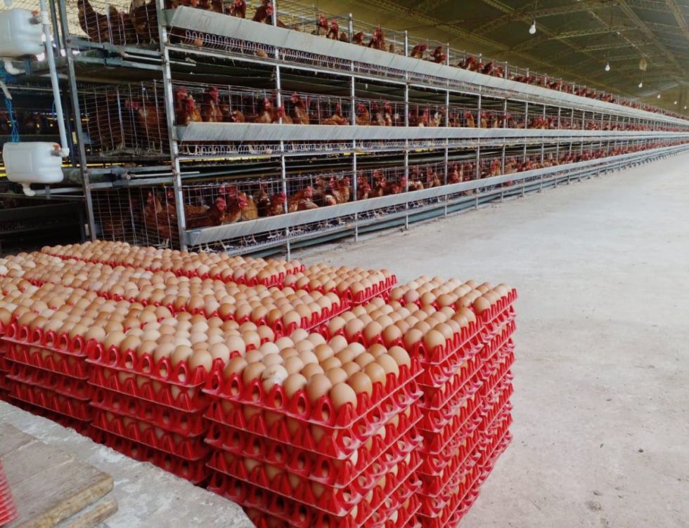 Bolivia produce 2.700 millones de huevos al año