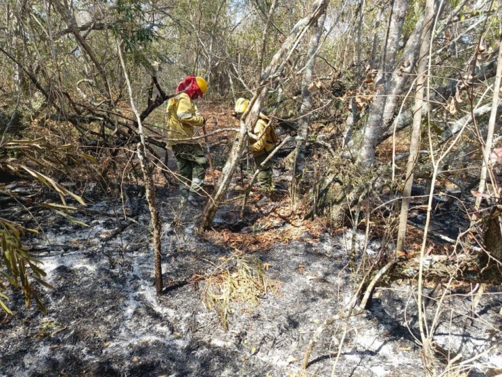 Incendios forestales se reducen a 20