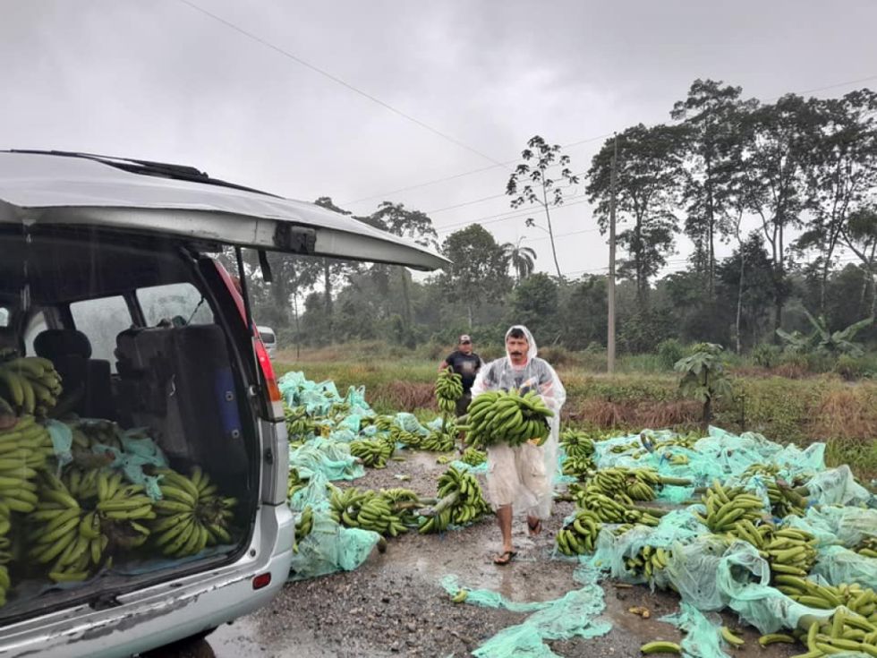 Por bloqueos bananeros denuncian daño económico de $us 6 MM y la fruta es desechada