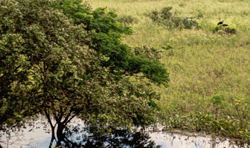 Presentan proyecto de ley para eliminar quemas y desmontes
