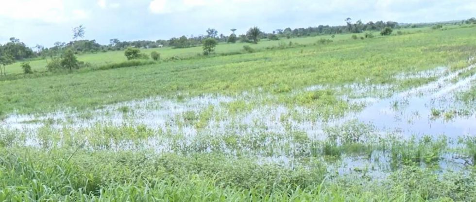 En riesgo la cosecha de soya y arroz por la falta de diésel 