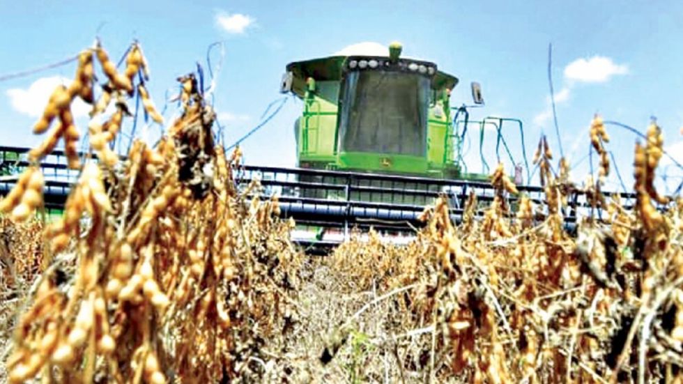 Anapo: Suspender exportación de aceite pone en riesgo a 14 mil productores de soya 