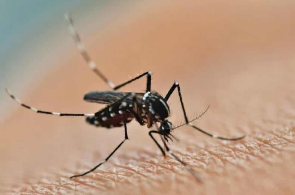 Santa Cruz: Detectan primer caso de Chikungunya del año