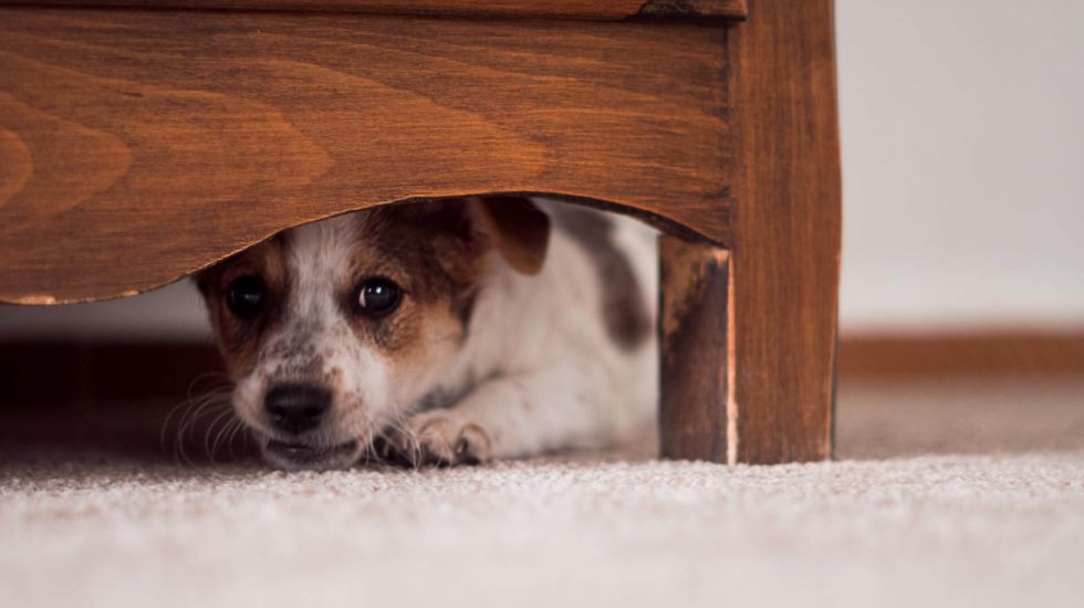 Consejos para minimizar en las mascotas el estrés de la pirotecnia
