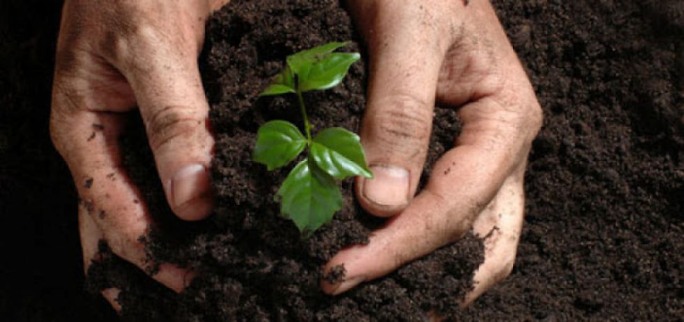 Reforestarán áreas afectadas por incendios