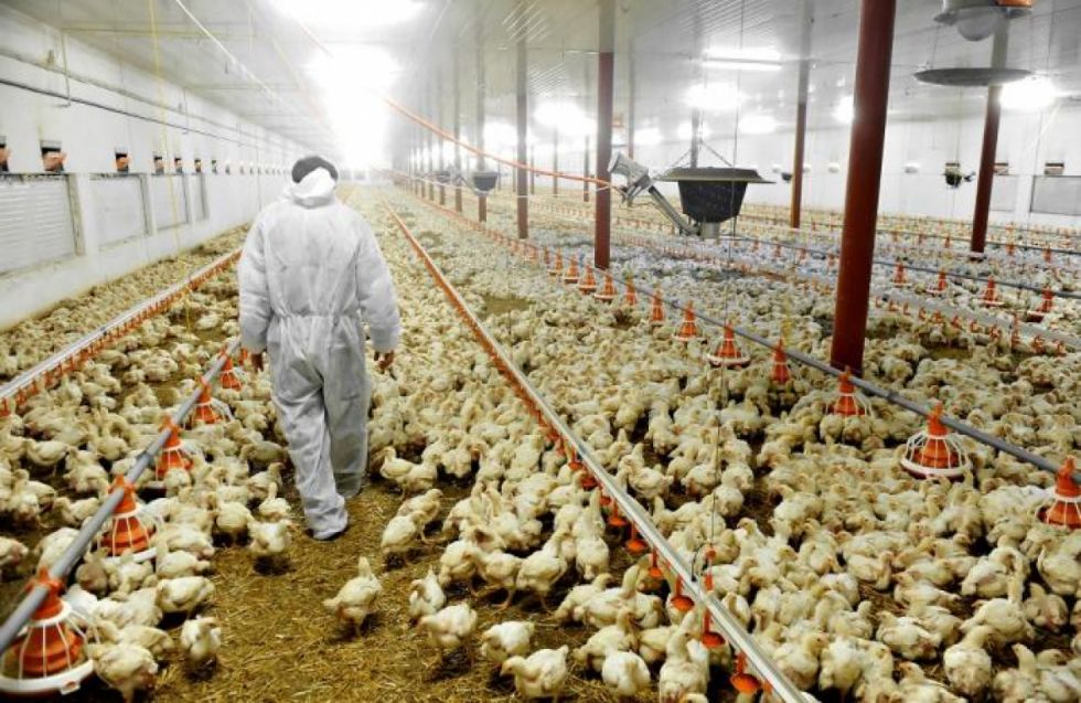 El Gobierno advierte con procesos contra empresas avícolas por agio y especulación