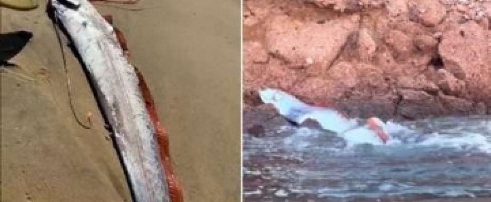 Aparecen en México dos 'peces del juicio final'