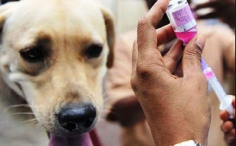 Cochabamba reporta el primer caso de rabia canina del año