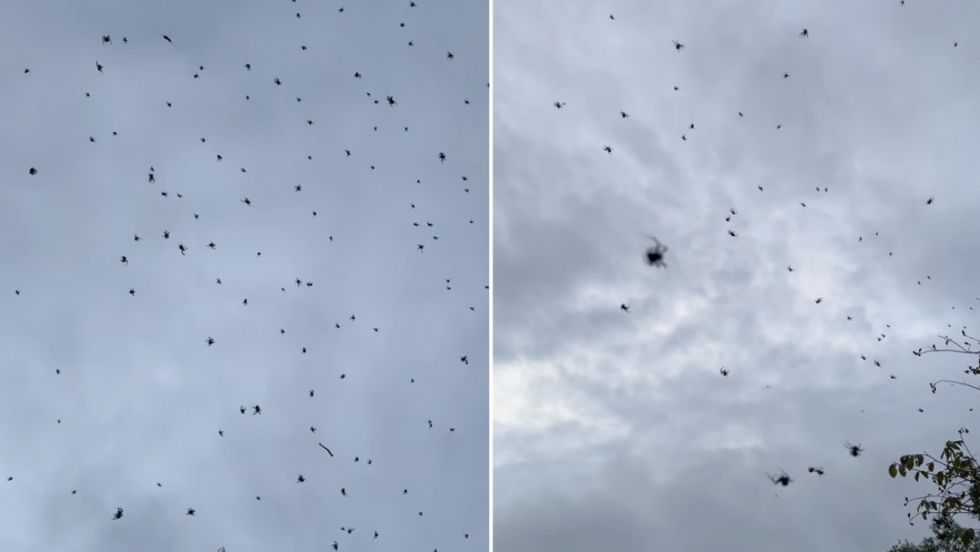VIDEO: Captan 'lluvia de arañas' en Brasil