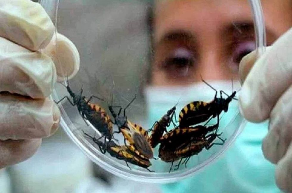 Ministerio de Salud aplicará testeos masivos de Chagas en tres municipios de Tarija