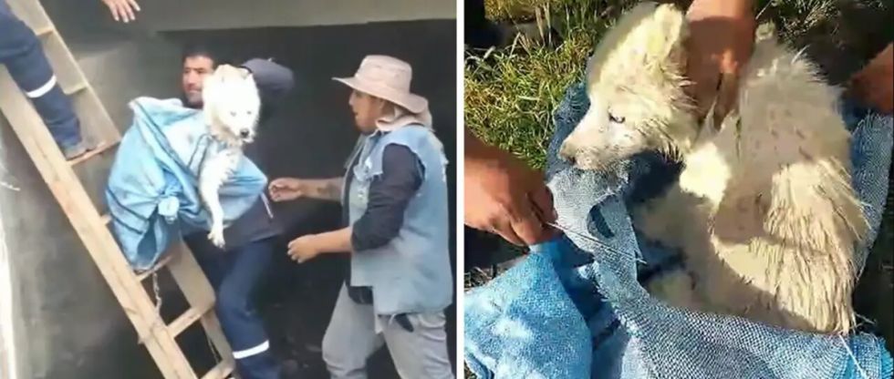 Tres perros fueron arrojados dentro de una bolsa de yute a un canal de drenaje