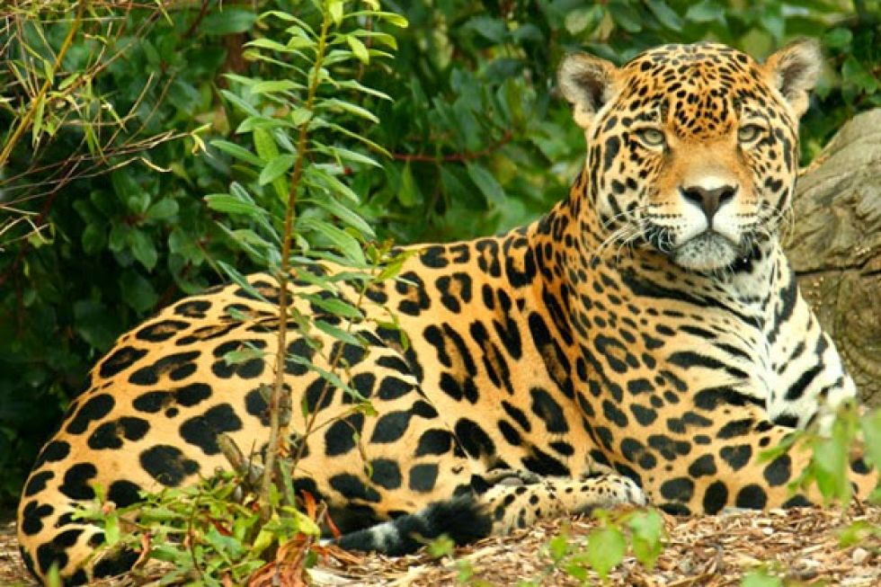 El Tribunal Agroambiental ordena pausa ecológica para proteger al jaguar 