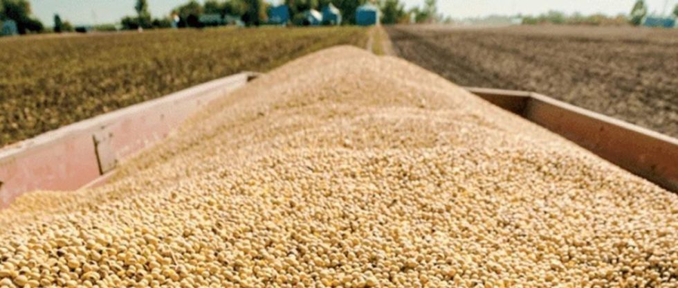 Gobierno levanta veto y reanuda exportación de soya hasta 250.000 toneladas