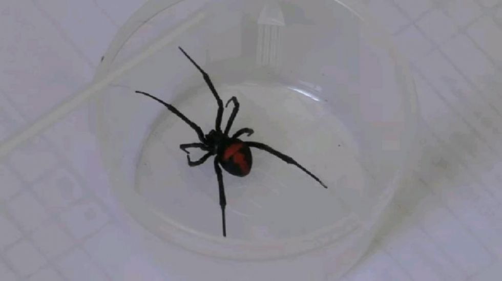 Oruro reporta 25 casos de picaduras de la araña viuda negra