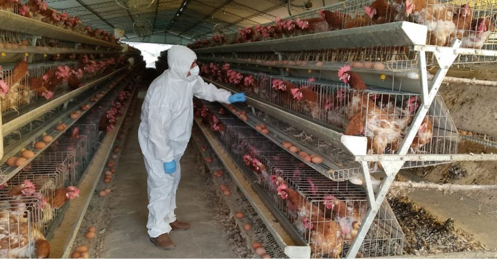 En Bolivia descartan casos de gripe aviar