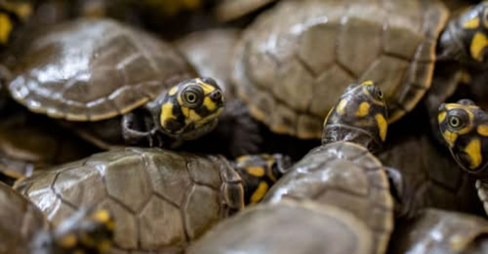 Campaña busca “apadrinar” a las petitas de la Amazonía  