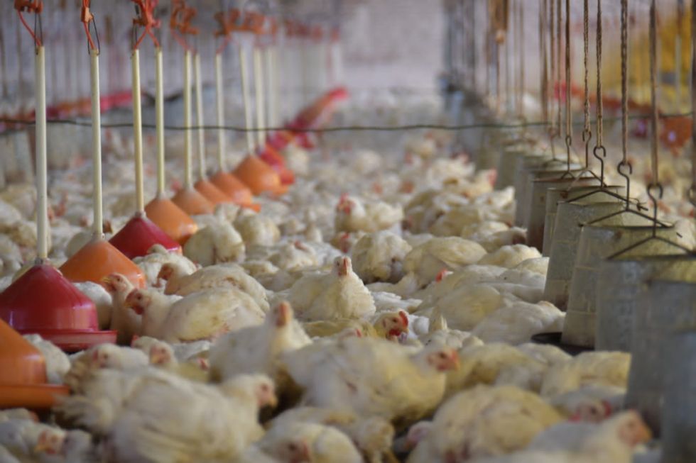 Un millón de pollos están en riesgo de ser sacrificados por falta de alimentos e insumos a causa del bloqueo evista