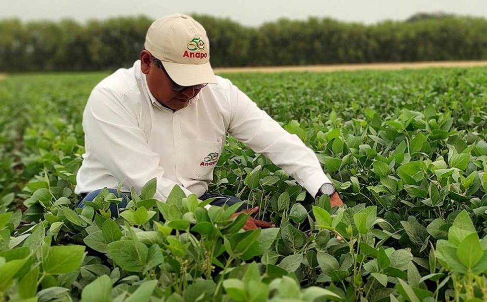 Combustible: Anapo declara crisis de abastecimiento