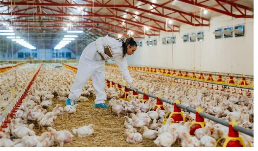 Brasil anuncia que erradicó brote de gripe aviar