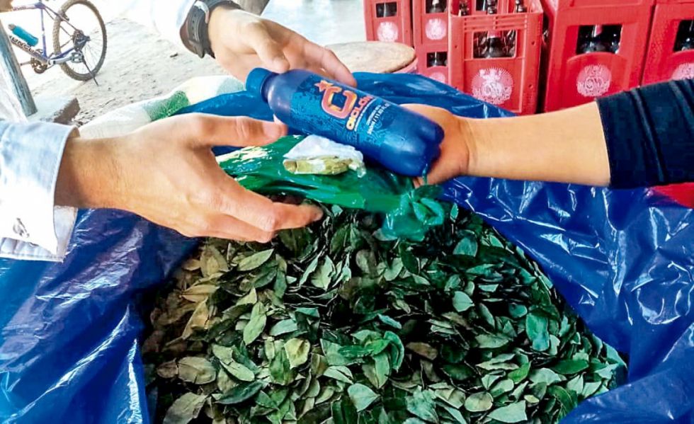El precio de la hoja de coca se dispara, la libra está a 50 bolivianos 