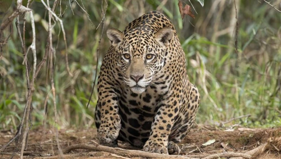 Gobierno busca anular resolución que protege al jaguar y su hábitat