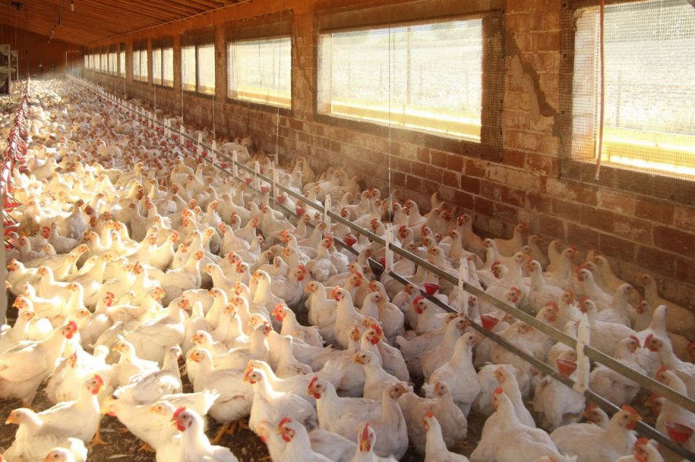 Falta de carburantes amenaza el abastecimiento de pollo